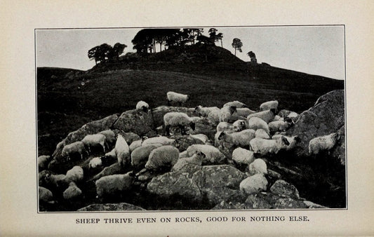 Biggle sheep book,.Philadelphia,Wilmer Atkinson co.,1912.. |  | Vintage Print Reproduction 460929