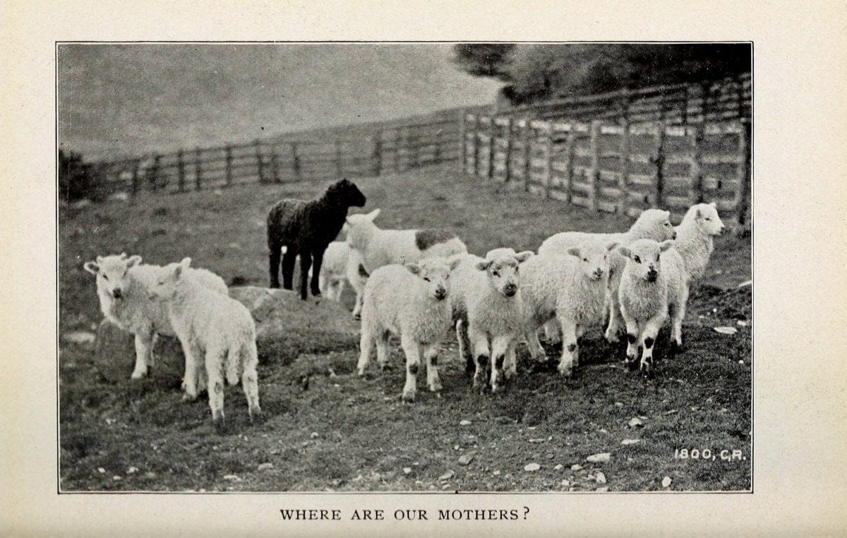 Biggle sheep book,.Philadelphia,Wilmer Atkinson co.,1912.. |  | Vintage Print Reproduction 460932