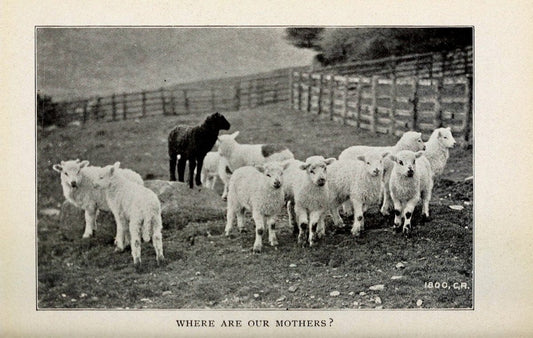 Biggle sheep book,.Philadelphia,Wilmer Atkinson co.,1912.. |  | Vintage Print Reproduction 460932
