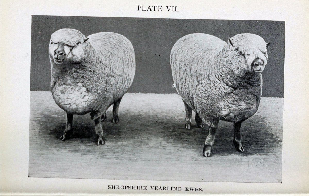 Biggle sheep book,.Philadelphia,Wilmer Atkinson co.,1912.. |  | Vintage Print Reproduction 460933