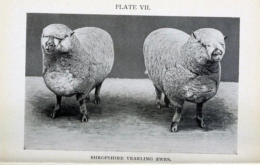 Biggle sheep book,.Philadelphia,Wilmer Atkinson co.,1912.. |  | Vintage Print Reproduction 460933