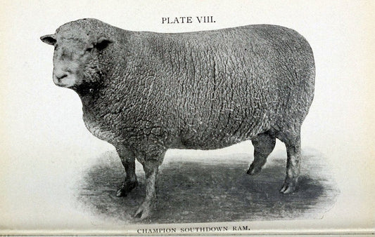 Biggle sheep book,.Philadelphia,Wilmer Atkinson co.,1912.. |  | Vintage Print Reproduction 460934