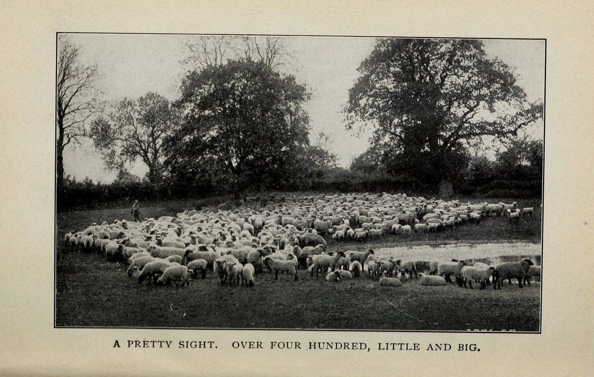 Biggle sheep book,.Philadelphia,Wilmer Atkinson co.,1912.. |  | Vintage Print Reproduction 460935