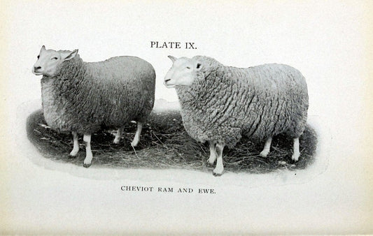 Biggle sheep book,.Philadelphia,Wilmer Atkinson co.,1912.. |  | Vintage Print Reproduction 460936