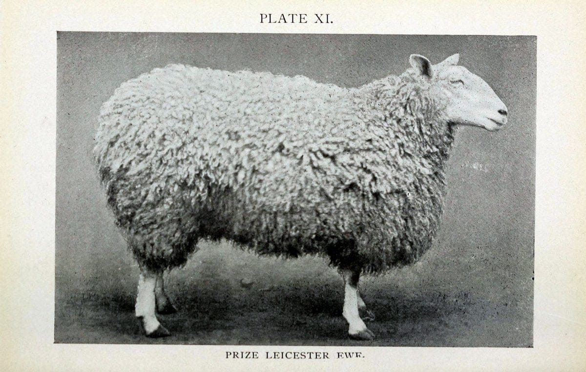 Biggle sheep book,.Philadelphia,Wilmer Atkinson co.,1912.. |  | Vintage Print Reproduction 460938