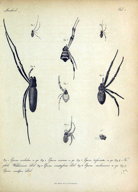 Bijdrage tot de kennis der arachniden van den Indischen archipel..Batavia,1857-[1859]. |  | Vintage Print Reproduction 460939