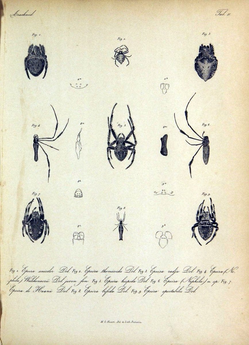 Bijdrage tot de kennis der arachniden van den Indischen archipel..Batavia,1857-[1859]. |  | Vintage Print Reproduction 460940