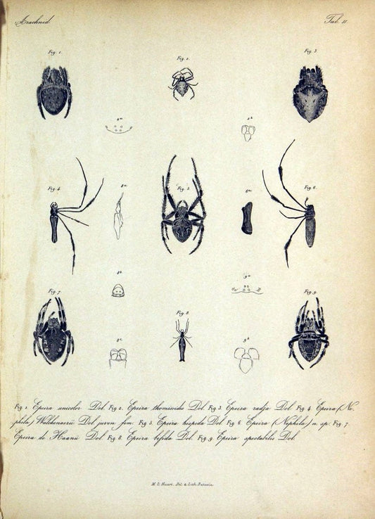 Bijdrage tot de kennis der arachniden van den Indischen archipel..Batavia,1857-[1859]. |  | Vintage Print Reproduction 460940