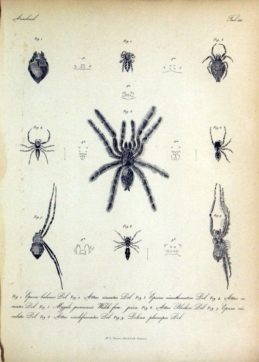 Bijdrage tot de kennis der arachniden van den Indischen archipel..Batavia,1857-[1859]. |  | Vintage Print Reproduction 460941