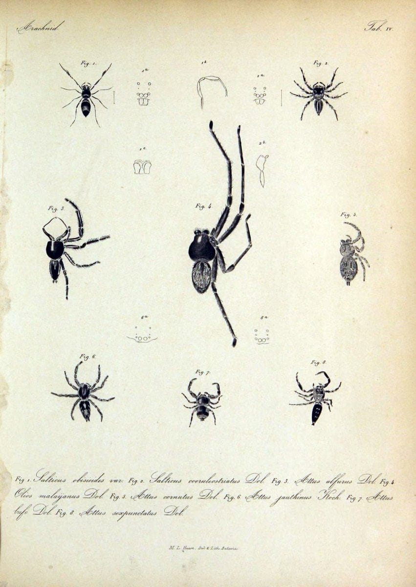 Bijdrage tot de kennis der arachniden van den Indischen archipel..Batavia,1857-[1859]. |  | Vintage Print Reproduction 460942