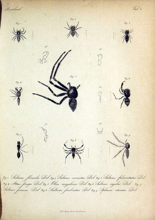 Bijdrage tot de kennis der arachniden van den Indischen archipel..Batavia,1857-[1859]. |  | Vintage Print Reproduction 460943