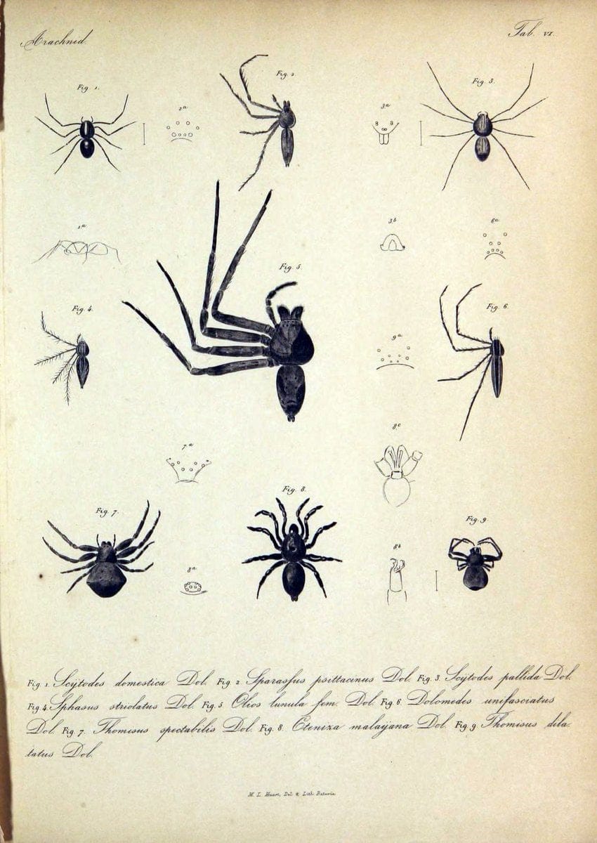 Bijdrage tot de kennis der arachniden van den Indischen archipel..Batavia,1857-[1859]. |  | Vintage Print Reproduction 460944