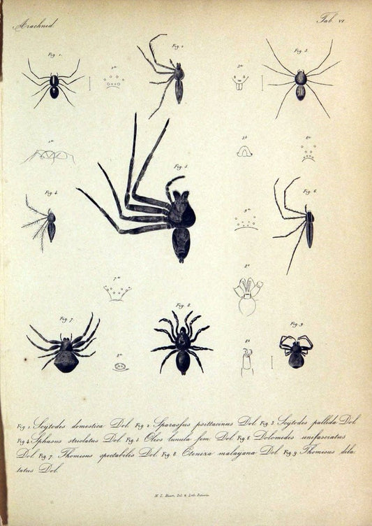 Bijdrage tot de kennis der arachniden van den Indischen archipel..Batavia,1857-[1859]. |  | Vintage Print Reproduction 460944
