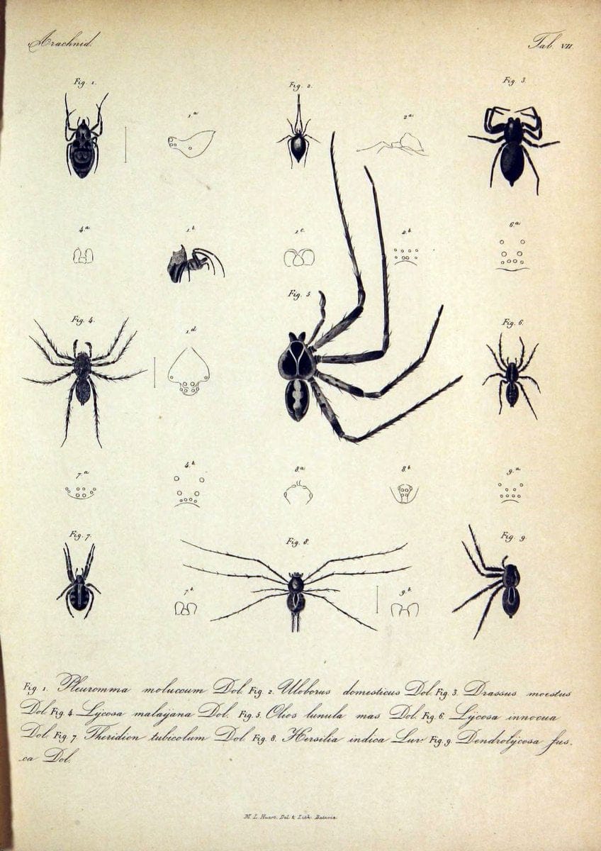 Bijdrage tot de kennis der arachniden van den Indischen archipel..Batavia,1857-[1859]. |  | Vintage Print Reproduction 460945