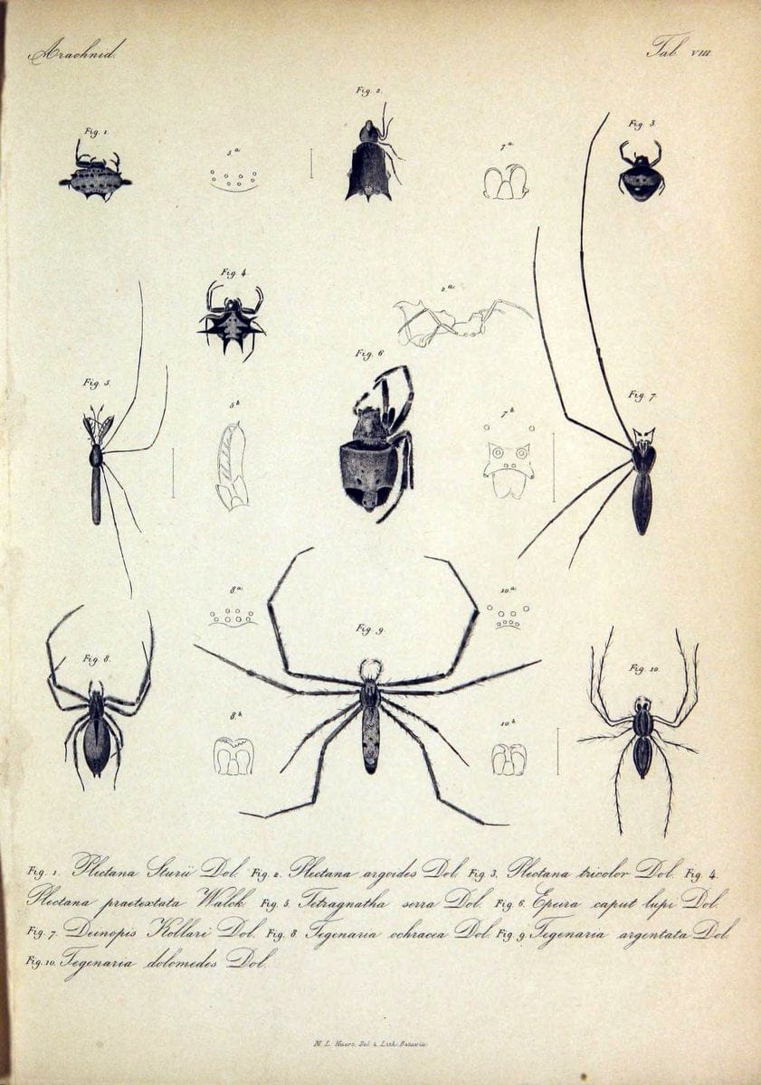 Bijdrage tot de kennis der arachniden van den Indischen archipel..Batavia,1857-[1859]. |  | Vintage Print Reproduction 460946