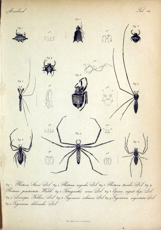 Bijdrage tot de kennis der arachniden van den Indischen archipel..Batavia,1857-[1859]. |  | Vintage Print Reproduction 460946