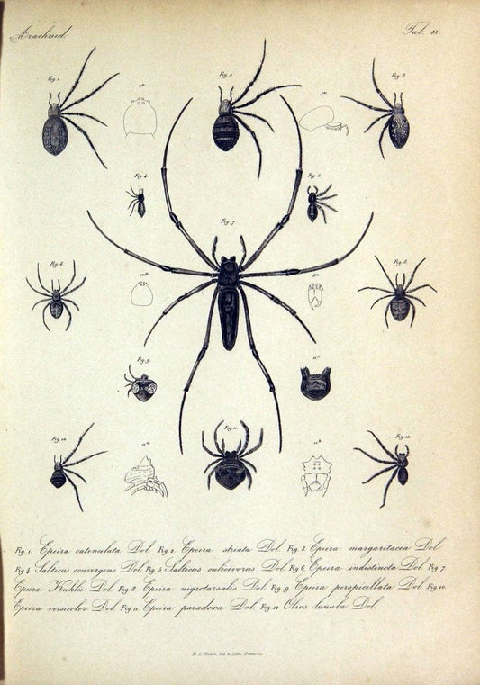 Bijdrage tot de kennis der arachniden van den Indischen archipel..Batavia,1857-[1859]. |  | Vintage Print Reproduction 460947