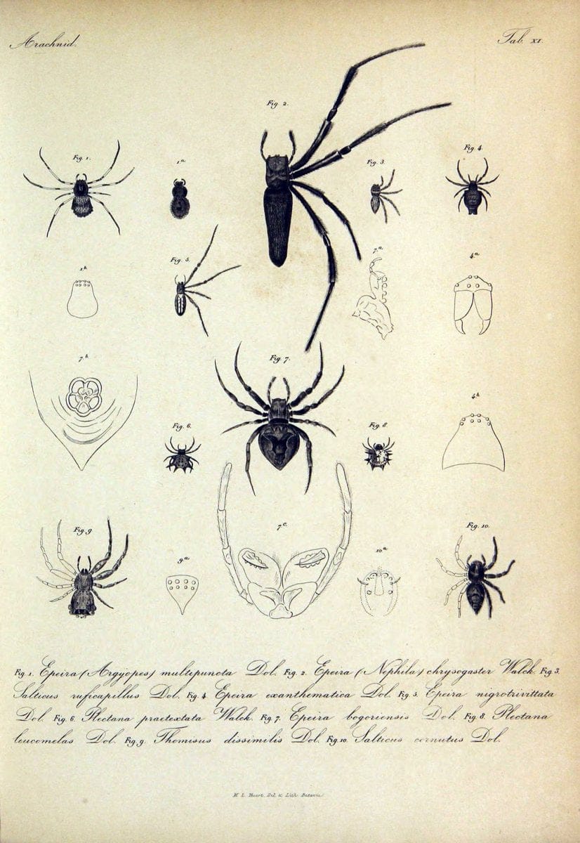 Bijdrage tot de kennis der arachniden van den Indischen archipel..Batavia,1857-[1859]. |  | Vintage Print Reproduction 460949