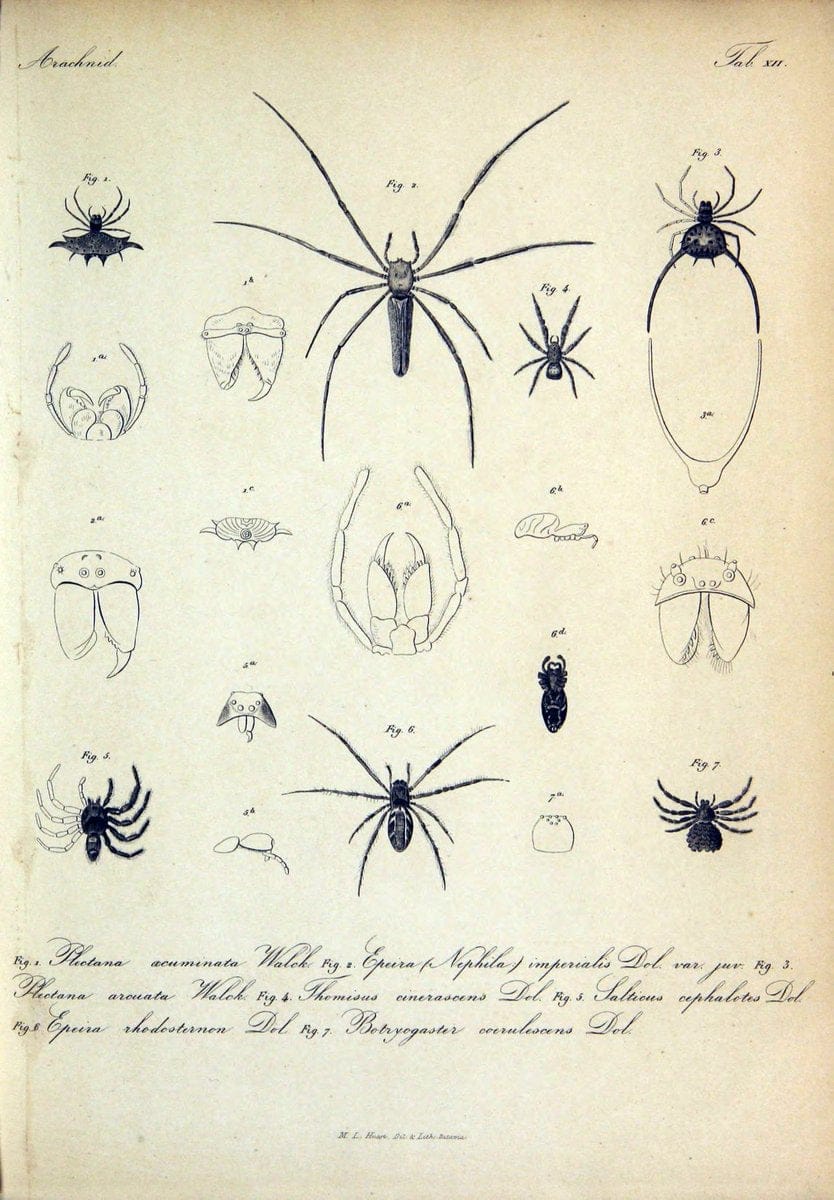 Bijdrage tot de kennis der arachniden van den Indischen archipel..Batavia,1857-[1859]. |  | Vintage Print Reproduction 460950