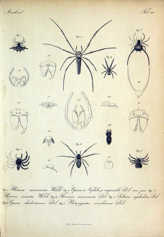 Bijdrage tot de kennis der arachniden van den Indischen archipel..Batavia,1857-[1859]. |  | Vintage Print Reproduction 460950