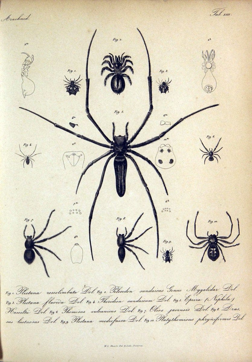Bijdrage tot de kennis der arachniden van den Indischen archipel..Batavia,1857-[1859]. |  | Vintage Print Reproduction 460951
