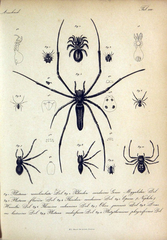 Bijdrage tot de kennis der arachniden van den Indischen archipel..Batavia,1857-[1859]. |  | Vintage Print Reproduction 460951