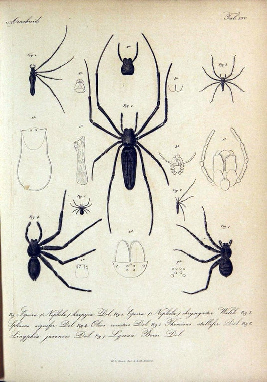 Bijdrage tot de kennis der arachniden van den Indischen archipel..Batavia,1857-[1859]. |  | Vintage Print Reproduction 460952