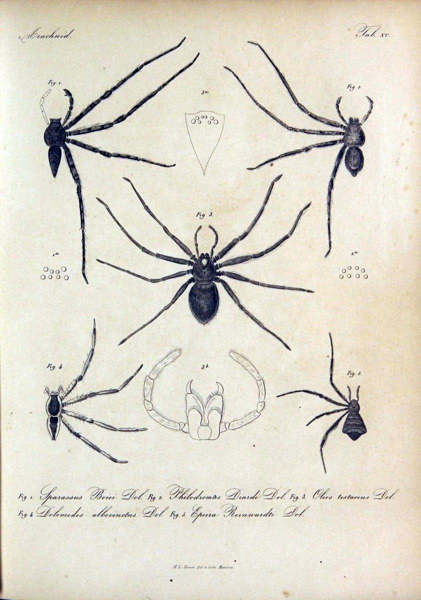 Bijdrage tot de kennis der arachniden van den Indischen archipel..Batavia,1857-[1859]. |  | Vintage Print Reproduction 460953