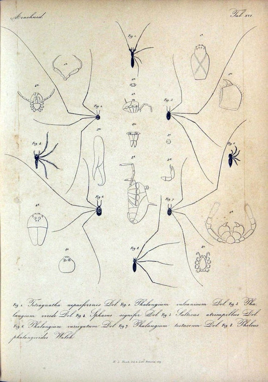 Bijdrage tot de kennis der arachniden van den Indischen archipel..Batavia,1857-[1859]. |  | Vintage Print Reproduction 460954
