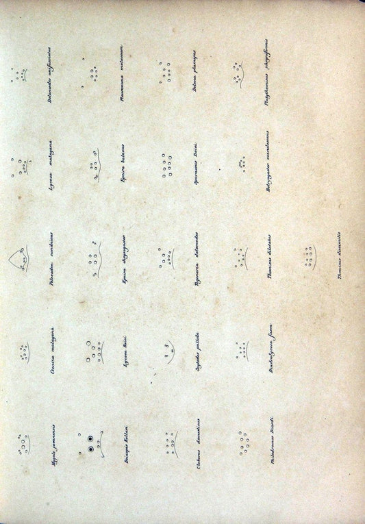 Bijdrage tot de kennis der arachniden van den Indischen archipel..Batavia,1857-[1859]. |  | Vintage Print Reproduction 460955
