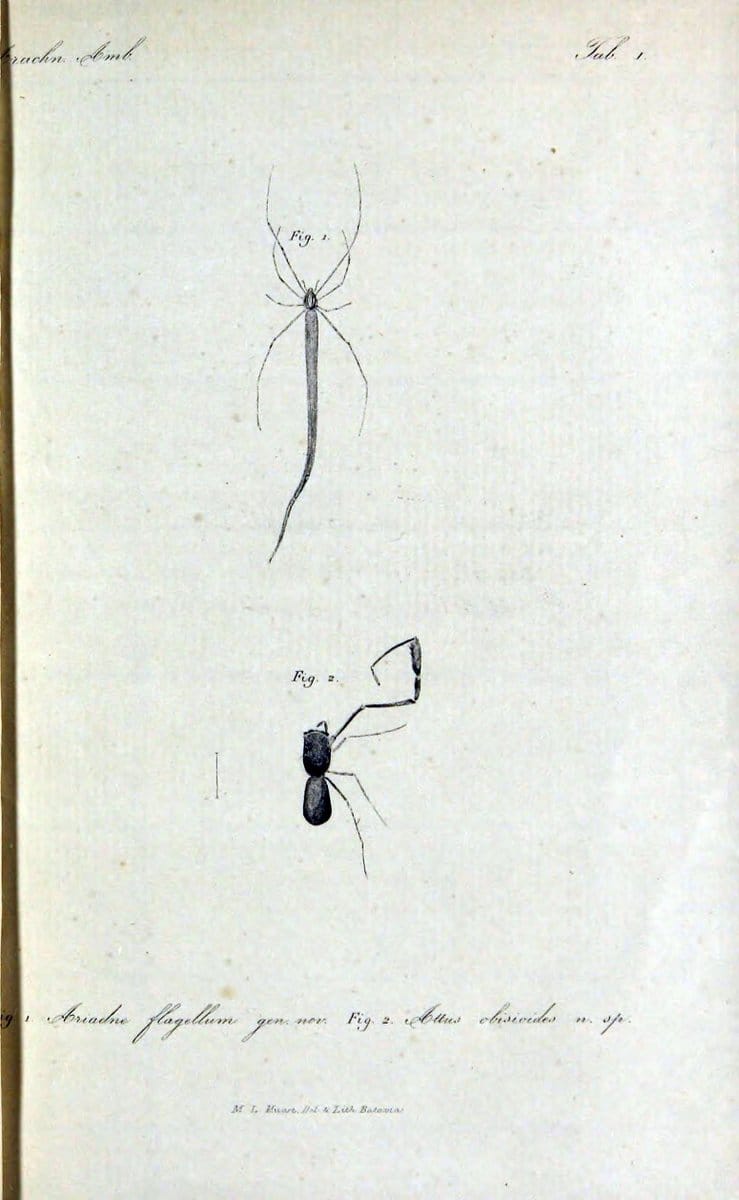 Bijdrage tot de kennis der arachniden van den Indischen archipel..Batavia,1857-[1859]. |  | Vintage Print Reproduction 460956