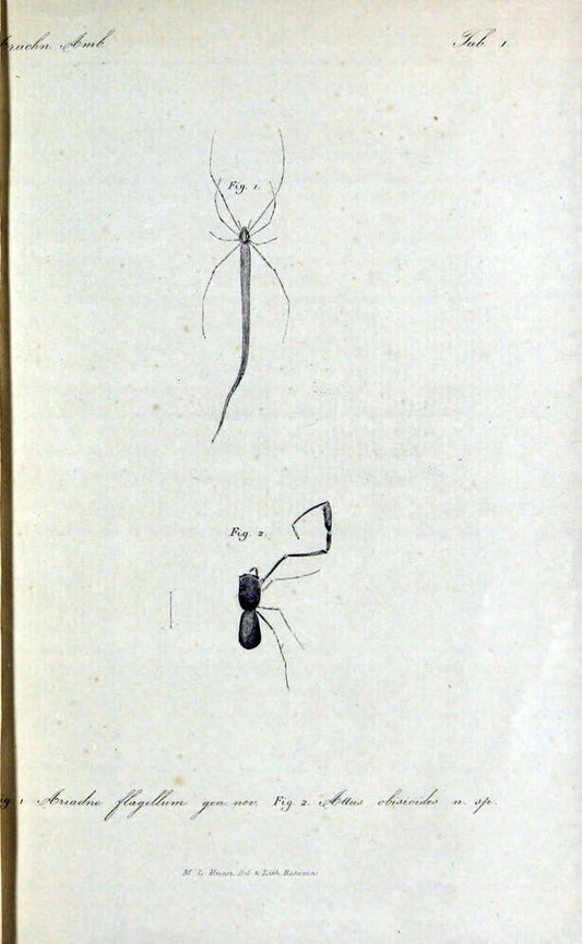 Bijdrage tot de kennis der arachniden van den Indischen archipel..Batavia,1857-[1859]. |  | Vintage Print Reproduction 460956