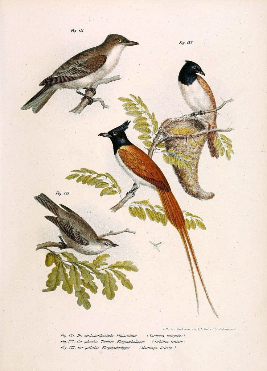 Bilder-atlas zur Wissenschaftlich-populÃ¤ren Naturgeschichte der VÃ¶gel in ihren sÃ¤mmtlich | Birds "Pictorial works"  | Vintage Print Reproduction 460957