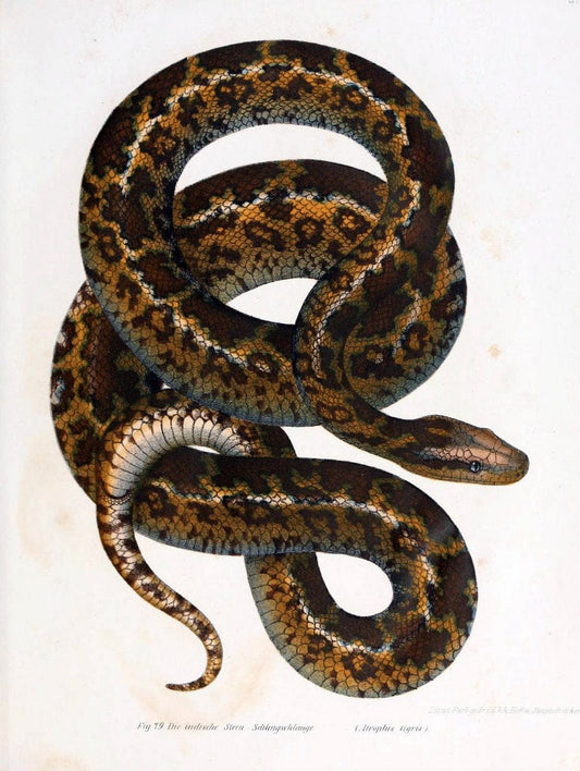 Bilder-Atlas zur wissenschaftlich-populÃ¤ren Naturgeschichte der WirbelthiereWien :K.K. H | Amphibians "Pictorial works" Reptiles  | Vintage Print Reproduction 460958