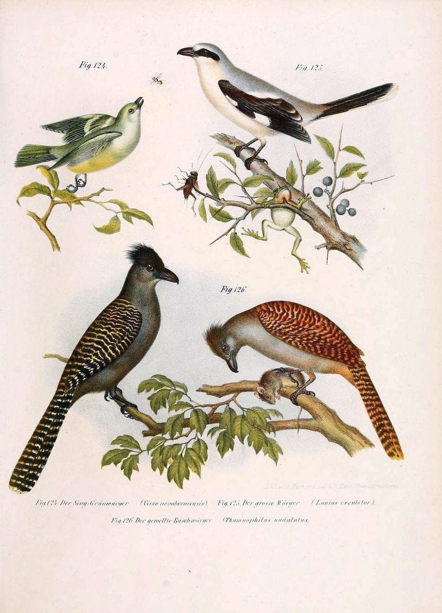 Bilder-atlas zur Wissenschaftlich-populÃ¤ren Naturgeschichte der VÃ¶gel in ihren sÃ¤mmtlich | Birds "Pictorial works"  | Vintage Print Reproduction 460959
