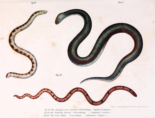 Bilder-Atlas zur wissenschaftlich-populÃ¤ren Naturgeschichte der WirbelthiereWien :K.K. H | Amphibians "Pictorial works" Reptiles  | Vintage Print Reproduction 460960