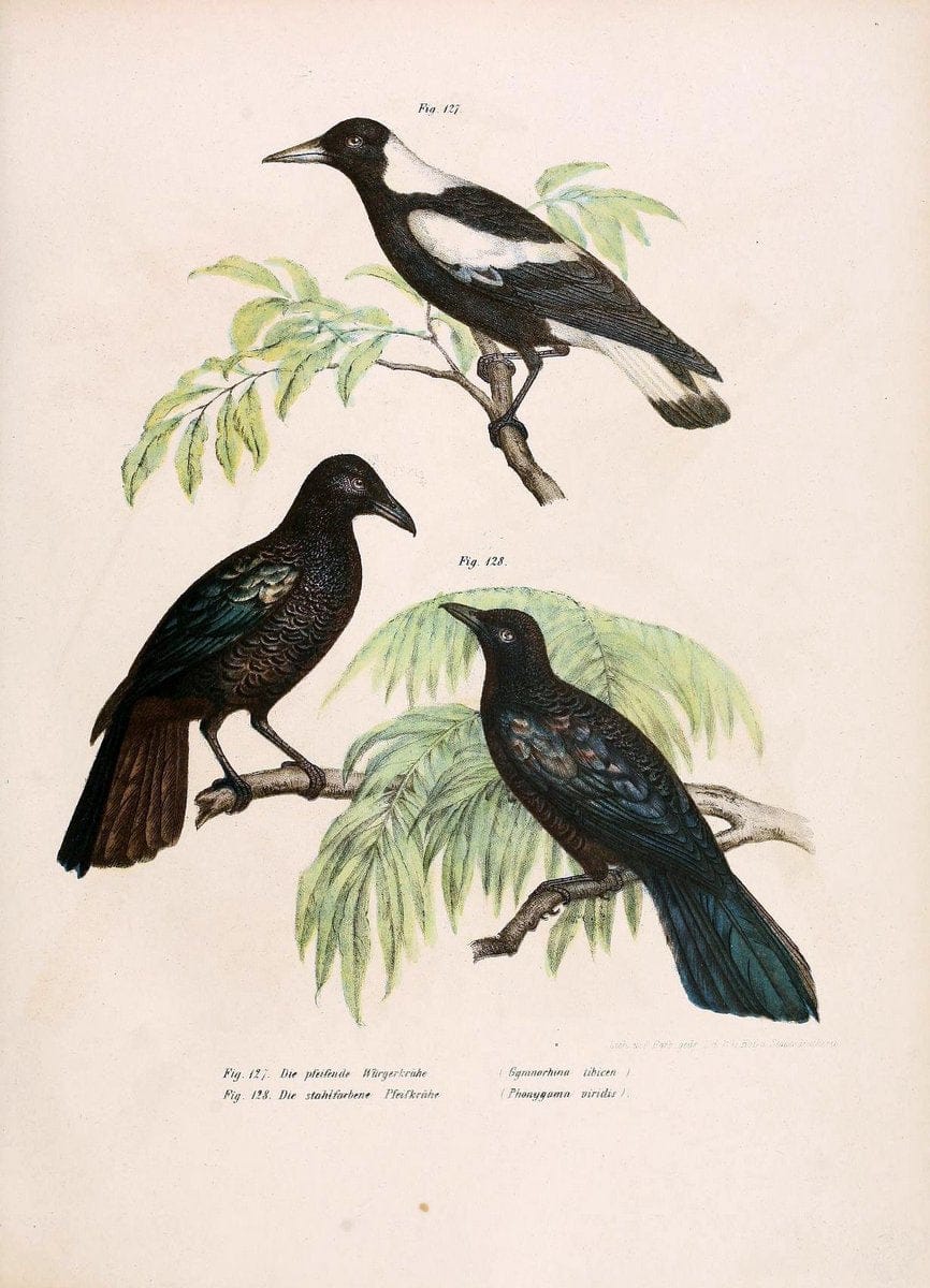 Bilder-atlas zur Wissenschaftlich-populÃ¤ren Naturgeschichte der VÃ¶gel in ihren sÃ¤mmtlich | Birds "Pictorial works"  | Vintage Print Reproduction 460961