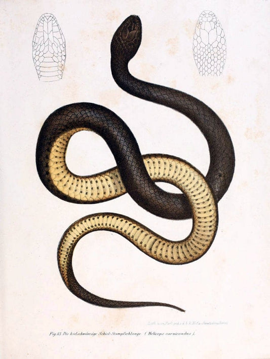 Bilder-Atlas zur wissenschaftlich-populÃ¤ren Naturgeschichte der WirbelthiereWien :K.K. H | Amphibians "Pictorial works" Reptiles  | Vintage Print Reproduction 460962