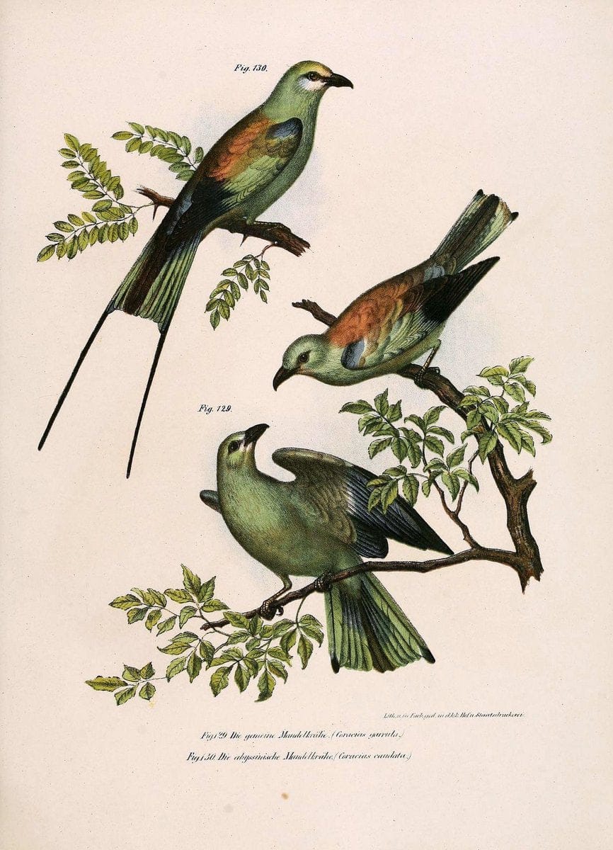Bilder-atlas zur Wissenschaftlich-populÃ¤ren Naturgeschichte der VÃ¶gel in ihren sÃ¤mmtlich | Birds "Pictorial works"  | Vintage Print Reproduction 460963