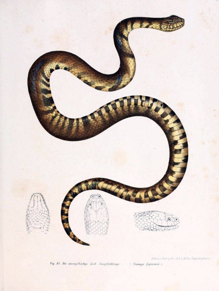 Bilder-Atlas zur wissenschaftlich-populÃ¤ren Naturgeschichte der WirbelthiereWien :K.K. H | Amphibians "Pictorial works" Reptiles  | Vintage Print Reproduction 460964