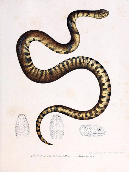 Bilder-Atlas zur wissenschaftlich-populÃ¤ren Naturgeschichte der WirbelthiereWien :K.K. H | Amphibians "Pictorial works" Reptiles  | Vintage Print Reproduction 460964