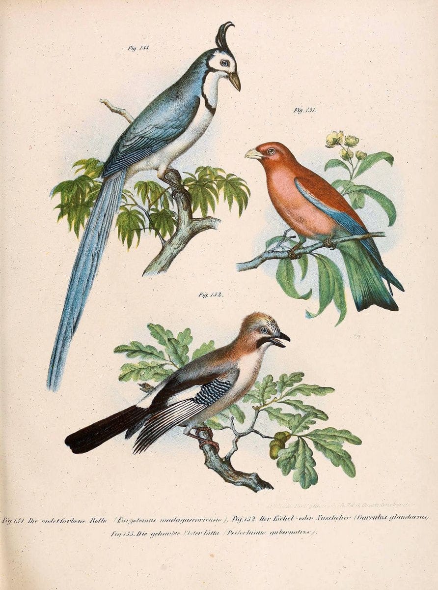 Bilder-atlas zur Wissenschaftlich-populÃ¤ren Naturgeschichte der VÃ¶gel in ihren sÃ¤mmtlich | Birds "Pictorial works"  | Vintage Print Reproduction 460965
