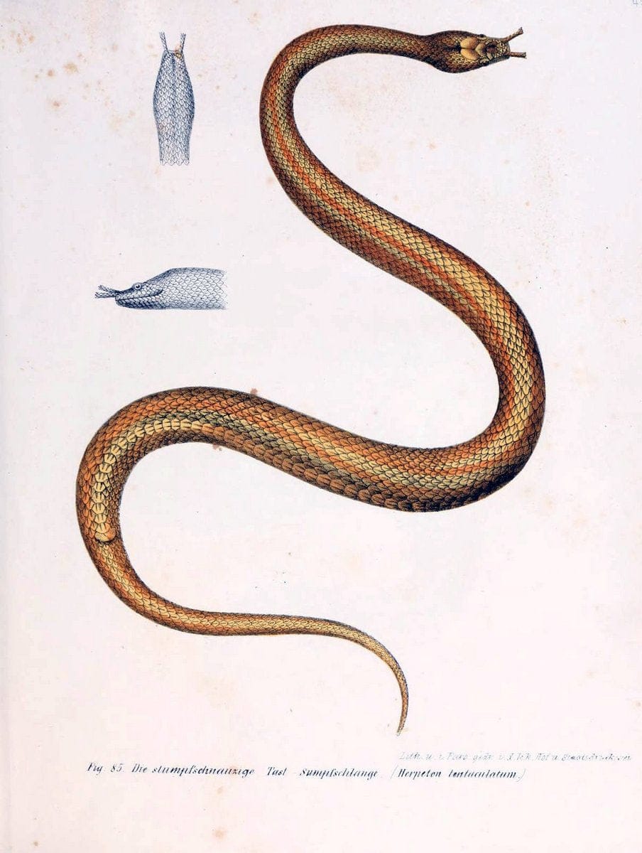 Bilder-Atlas zur wissenschaftlich-populÃ¤ren Naturgeschichte der WirbelthiereWien :K.K. H | Amphibians "Pictorial works" Reptiles  | Vintage Print Reproduction 460966