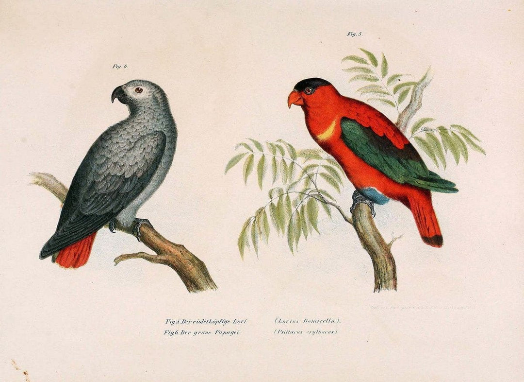 Bilder-atlas zur Wissenschaftlich-populÃ¤ren Naturgeschichte der VÃ¶gel in ihren sÃ¤mmtlich | Birds "Pictorial works"  | Vintage Print Reproduction 460967