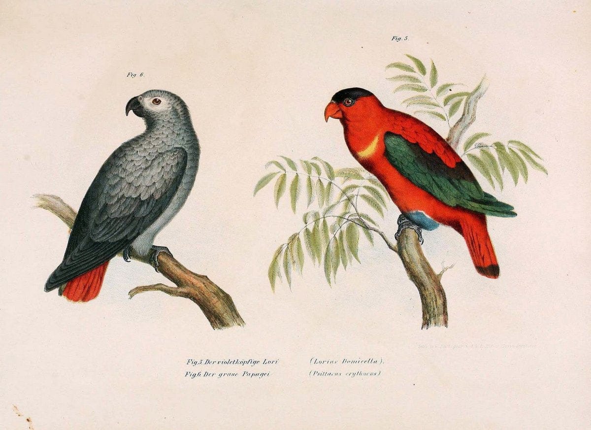 Bilder-atlas zur Wissenschaftlich-populÃ¤ren Naturgeschichte der VÃ¶gel in ihren sÃ¤mmtlich | Birds "Pictorial works"  | Vintage Print Reproduction 460967