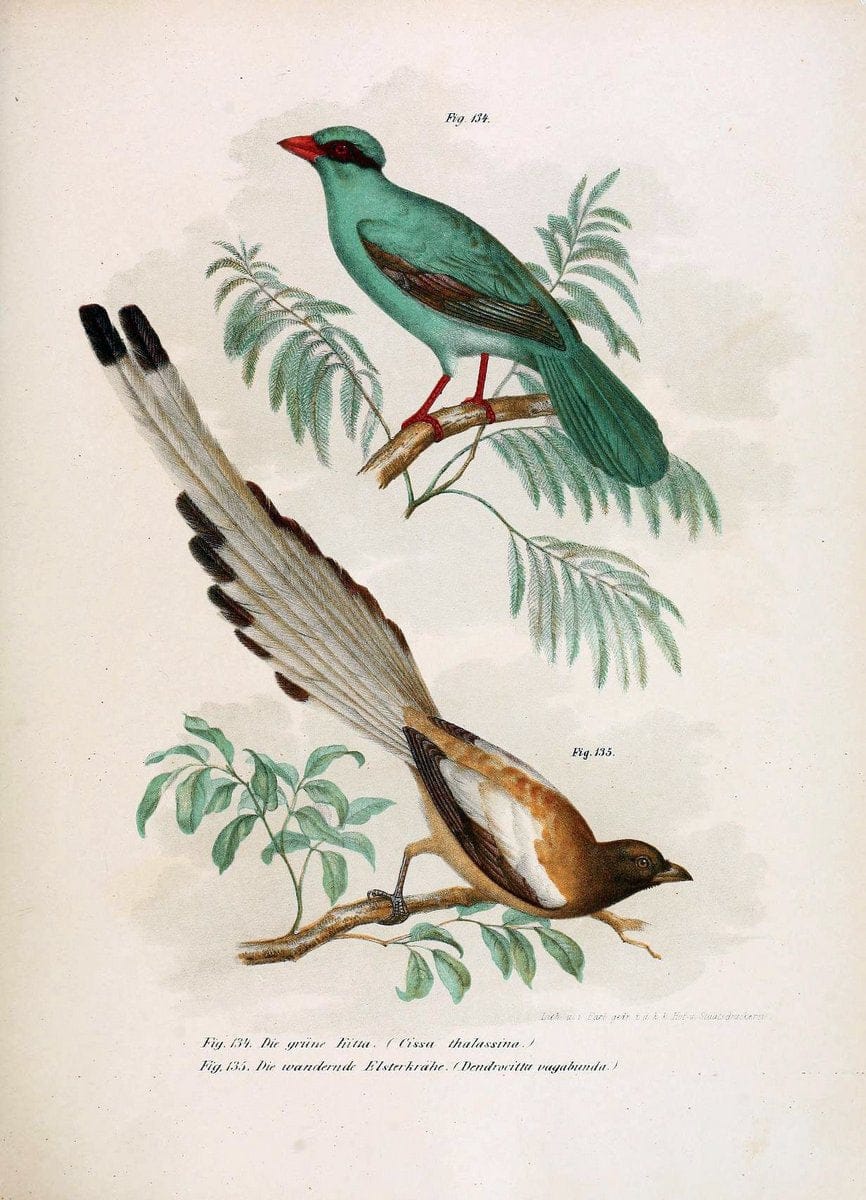 Bilder-atlas zur Wissenschaftlich-populÃ¤ren Naturgeschichte der VÃ¶gel in ihren sÃ¤mmtlich | Birds "Pictorial works"  | Vintage Print Reproduction 460968