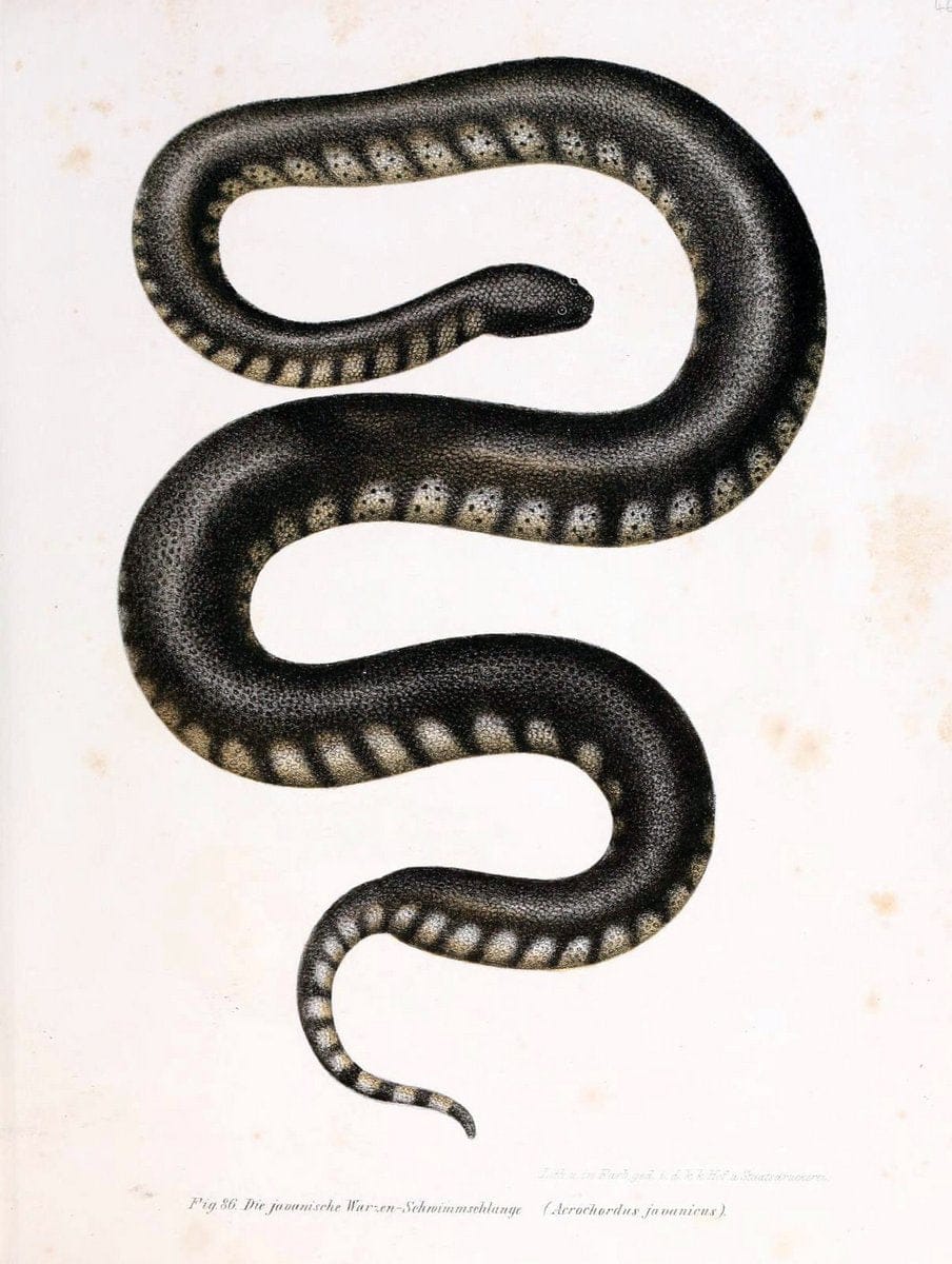 Bilder-Atlas zur wissenschaftlich-populÃ¤ren Naturgeschichte der WirbelthiereWien :K.K. H | Amphibians "Pictorial works" Reptiles  | Vintage Print Reproduction 460969