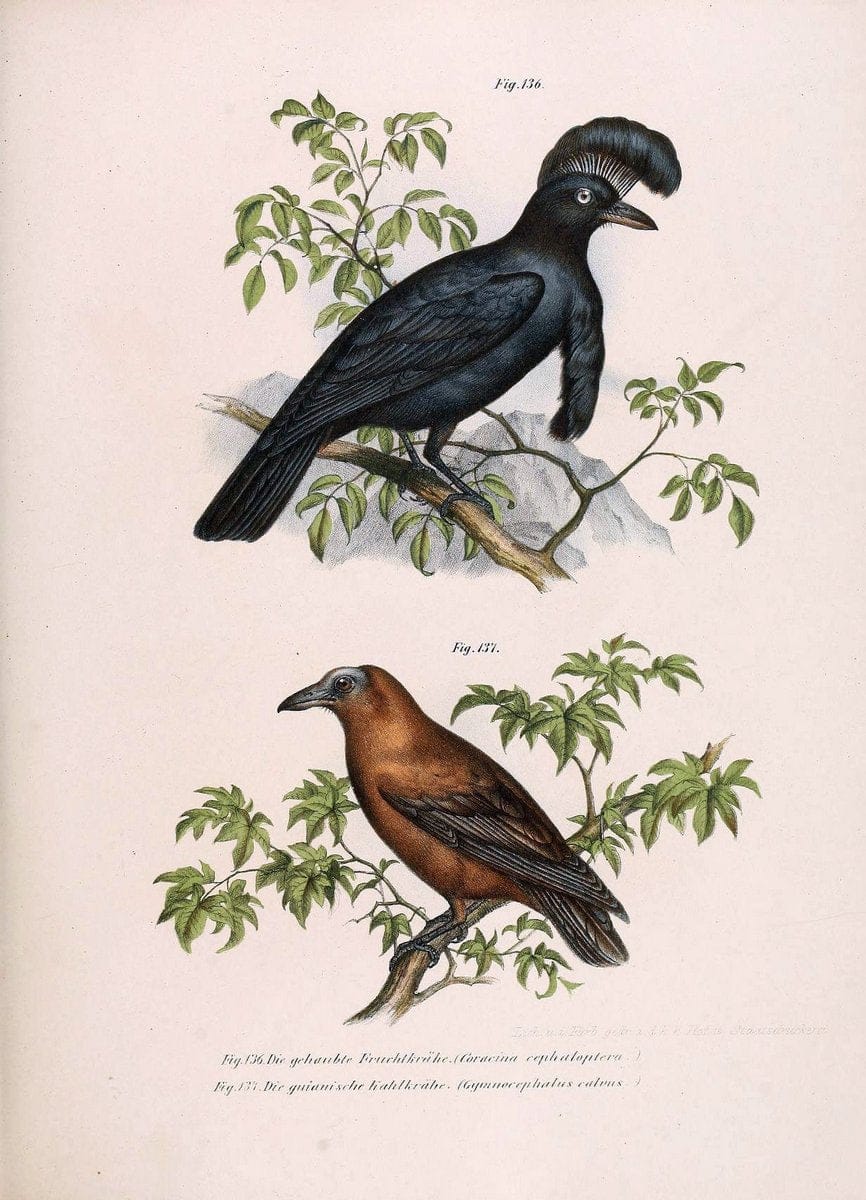 Bilder-atlas zur Wissenschaftlich-populÃ¤ren Naturgeschichte der VÃ¶gel in ihren sÃ¤mmtlich | Birds "Pictorial works"  | Vintage Print Reproduction 460970