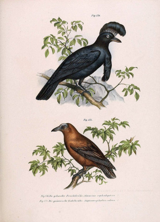 Bilder-atlas zur Wissenschaftlich-populÃ¤ren Naturgeschichte der VÃ¶gel in ihren sÃ¤mmtlich | Birds "Pictorial works"  | Vintage Print Reproduction 460970