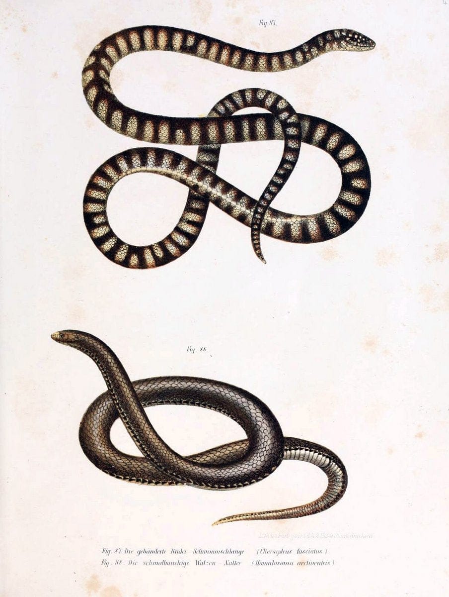 Bilder-Atlas zur wissenschaftlich-populÃ¤ren Naturgeschichte der WirbelthiereWien :K.K. H | Amphibians "Pictorial works" Reptiles  | Vintage Print Reproduction 460971